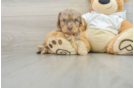 Cavapoo Pup Being Cute