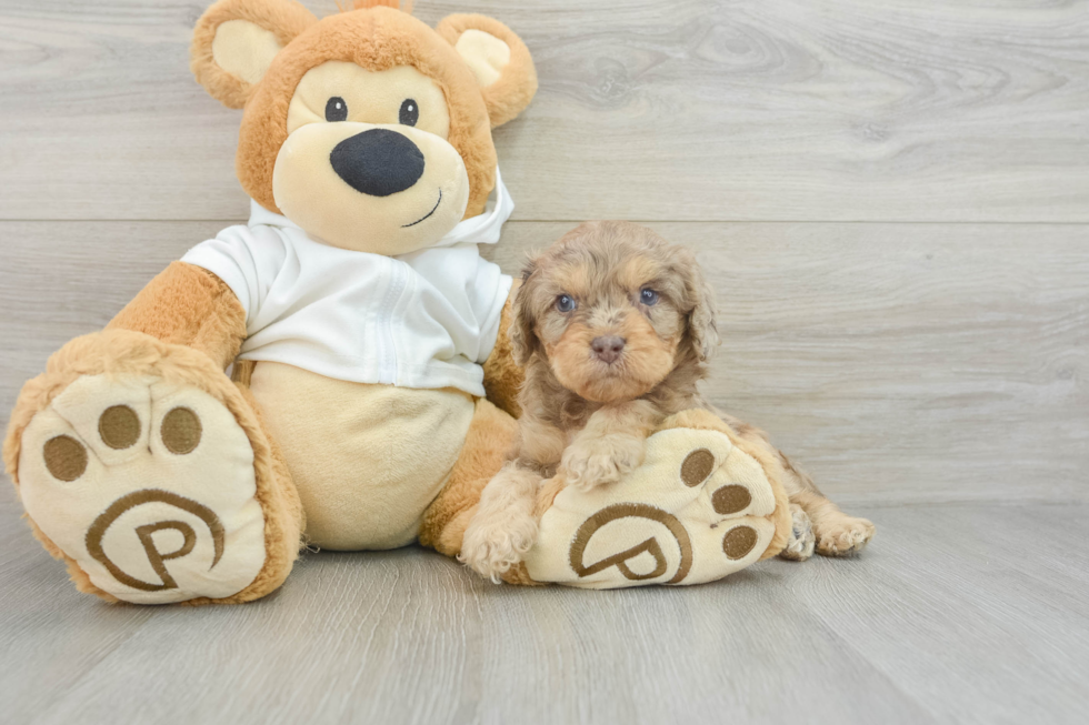 Fluffy Cavapoo Poodle Mix Pup