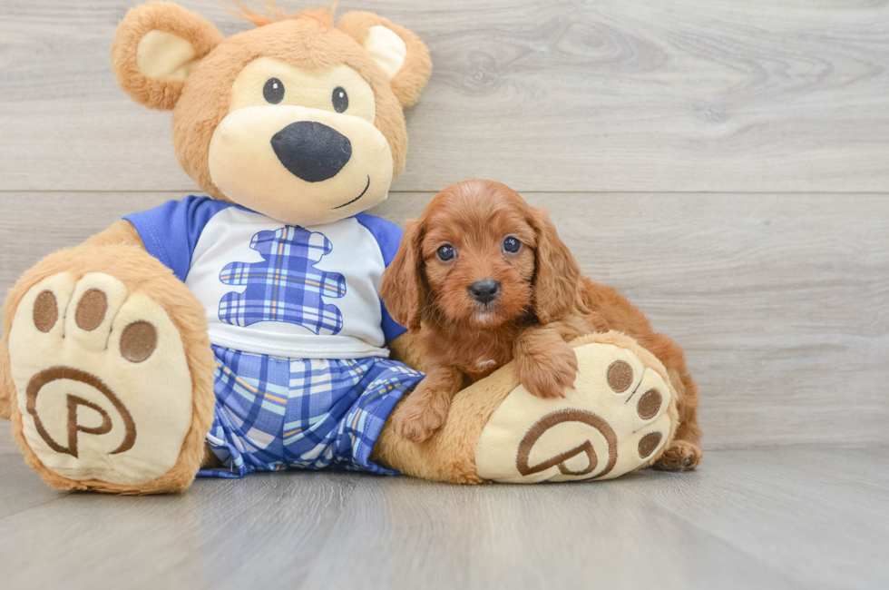 5 week old Cavapoo Puppy For Sale - Seaside Pups