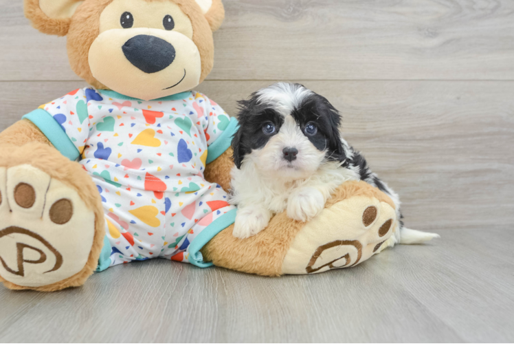 Cavapoo Puppy for Adoption