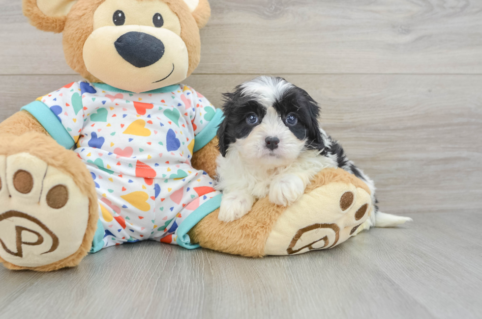 6 week old Cavapoo Puppy For Sale - Seaside Pups