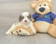 8 week old Cavapoo Puppy For Sale - Seaside Pups