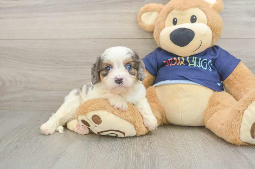 5 week old Cavapoo Puppy For Sale - Seaside Pups