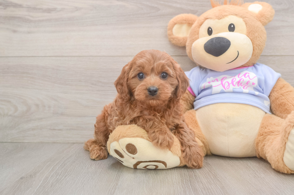 6 week old Cavapoo Puppy For Sale - Seaside Pups