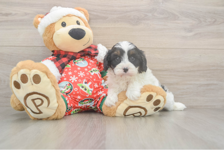 Fluffy Cavapoo Poodle Mix Pup
