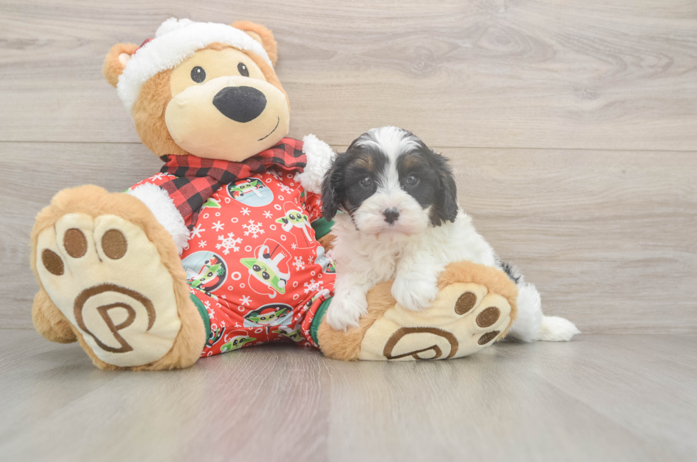 5 week old Cavapoo Puppy For Sale - Seaside Pups