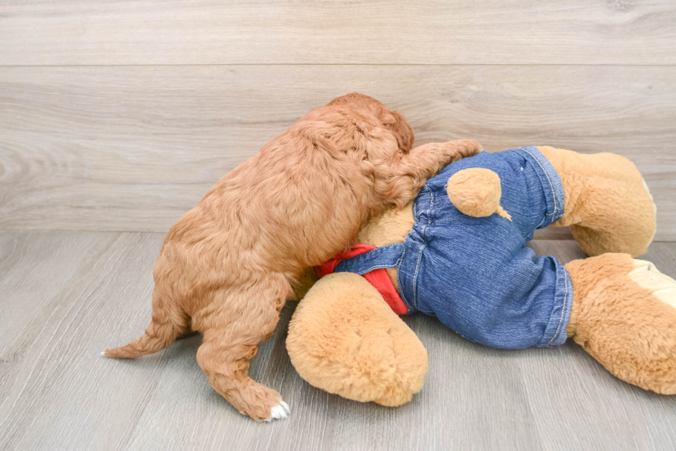 Sweet Cavapoo Baby