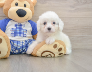 8 week old Cavapoo Puppy For Sale - Seaside Pups