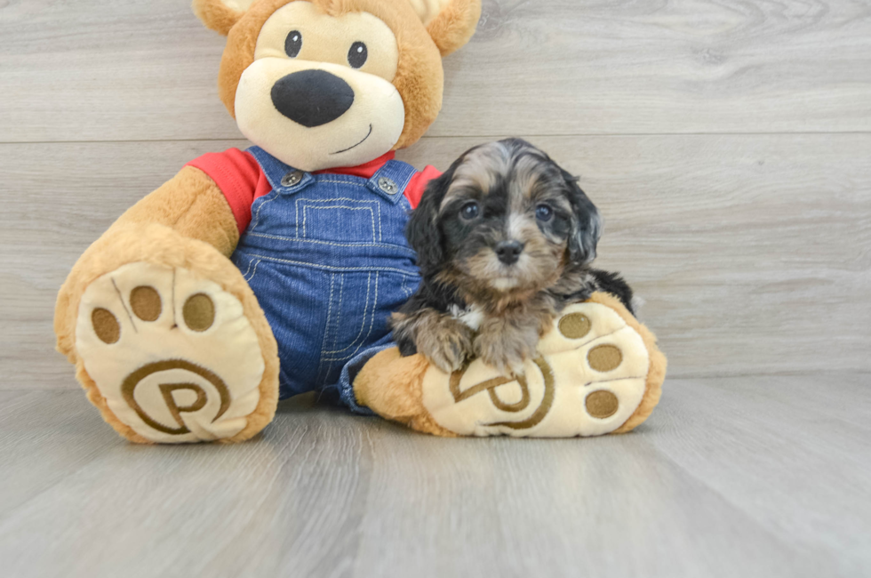 6 week old Cavapoo Puppy For Sale - Seaside Pups