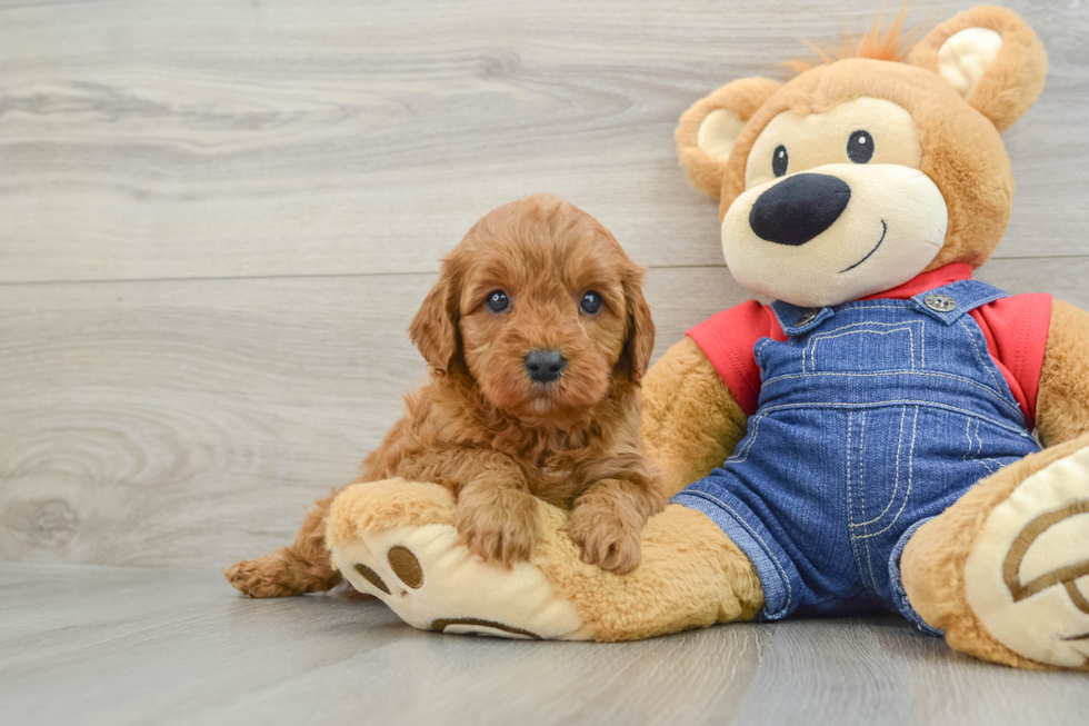 Fluffy Cavapoo Poodle Mix Pup