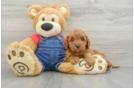 Cavapoo Puppy for Adoption