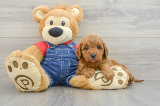 Cavapoo Puppy for Adoption