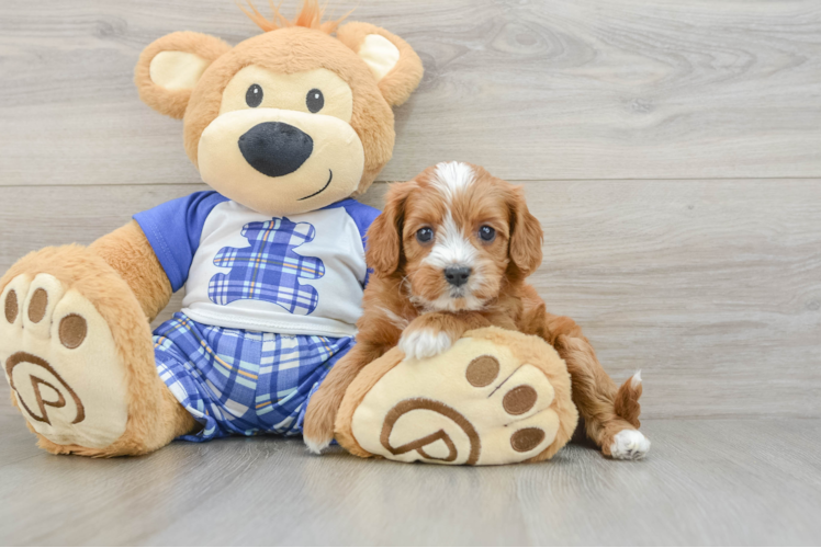 Small Cavapoo Baby
