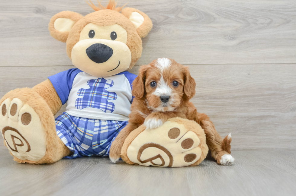 5 week old Cavapoo Puppy For Sale - Seaside Pups
