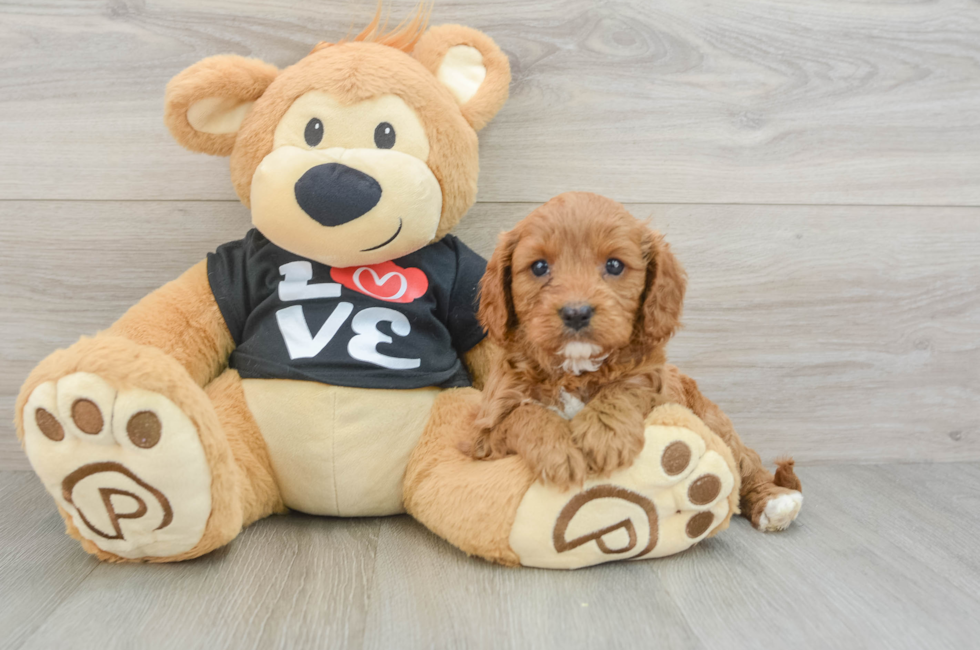 7 week old Cavapoo Puppy For Sale - Seaside Pups