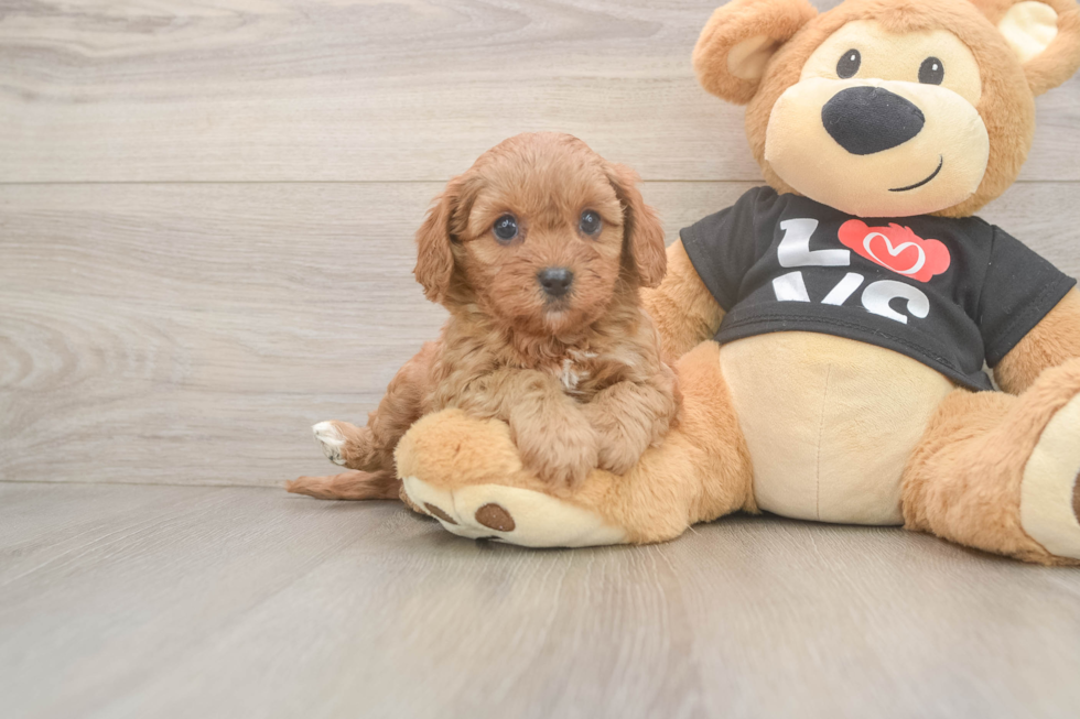 Funny Cavapoo Poodle Mix Pup