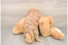 Sweet Cavapoo Baby