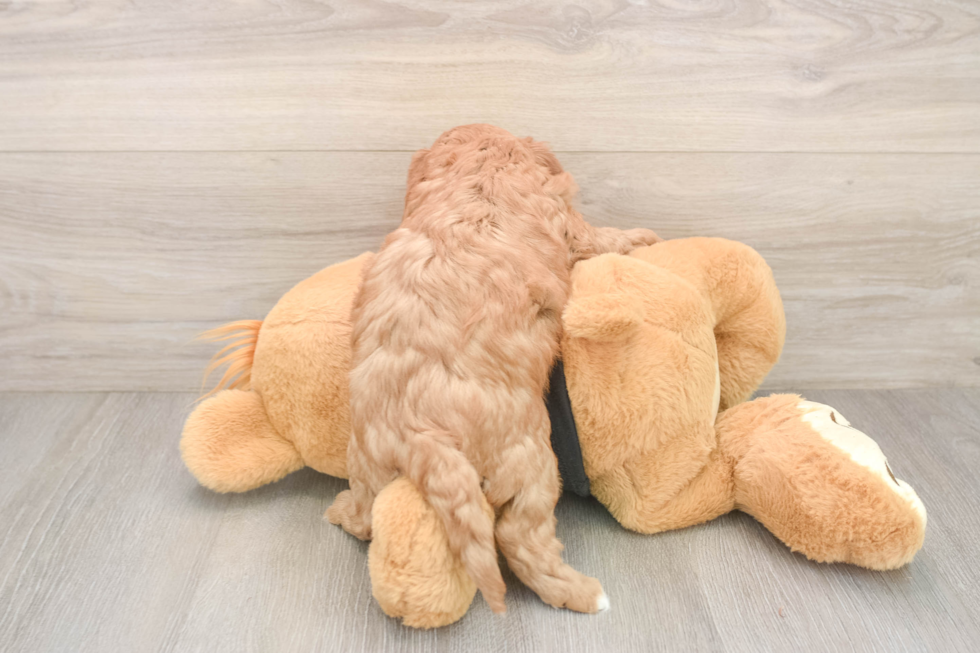 Sweet Cavapoo Baby