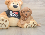 9 week old Cavapoo Puppy For Sale - Seaside Pups