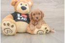 Cavapoo Pup Being Cute