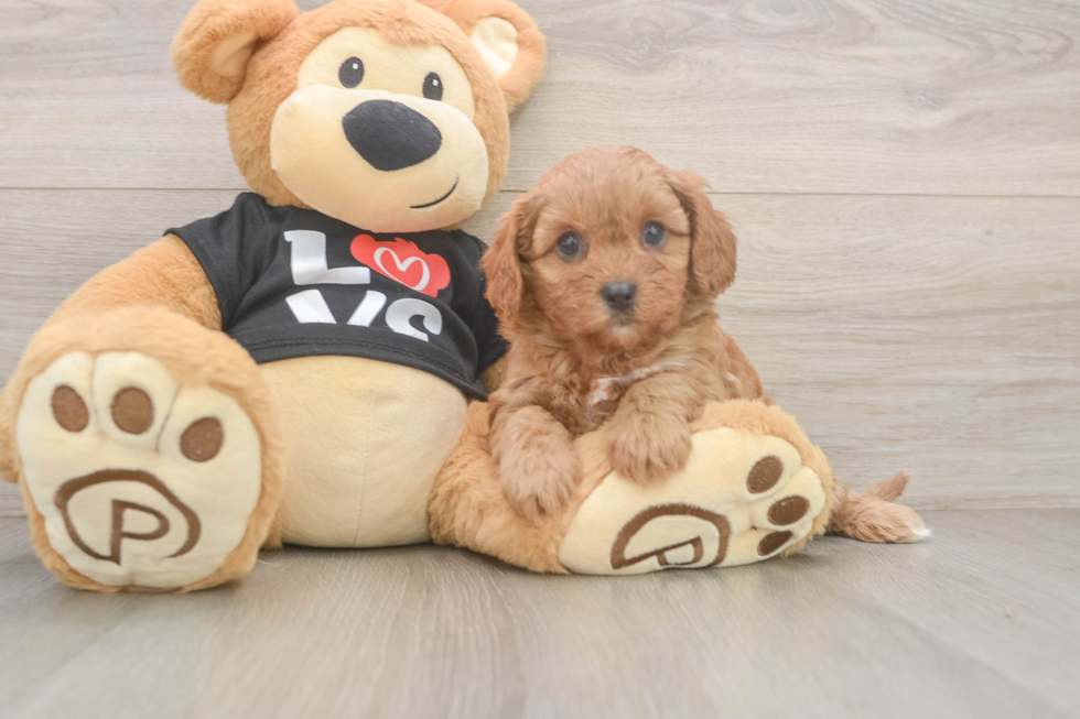Cavapoo Pup Being Cute