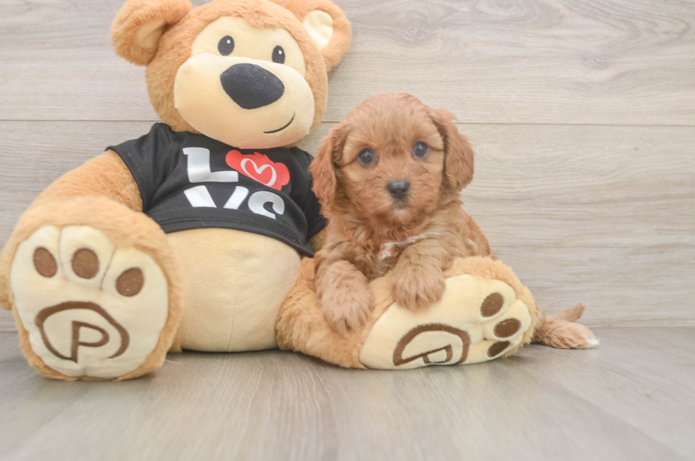 5 week old Cavapoo Puppy For Sale - Seaside Pups