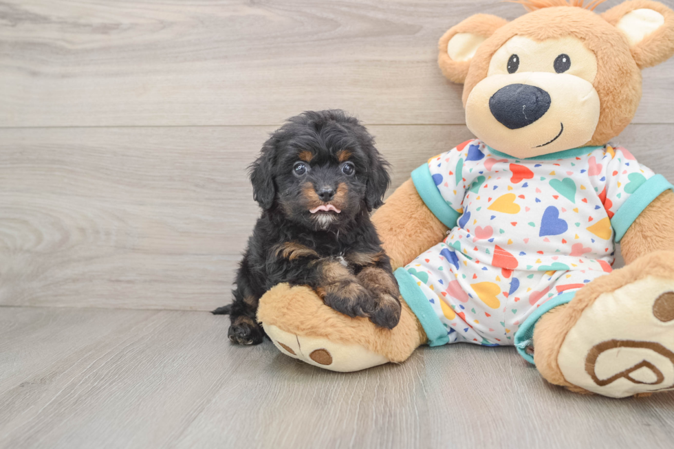 Fluffy Cavapoo Poodle Mix Pup