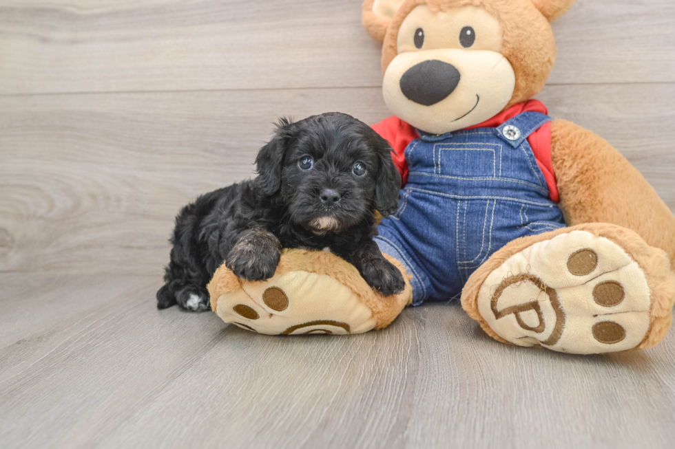 Cavapoo Puppy for Adoption