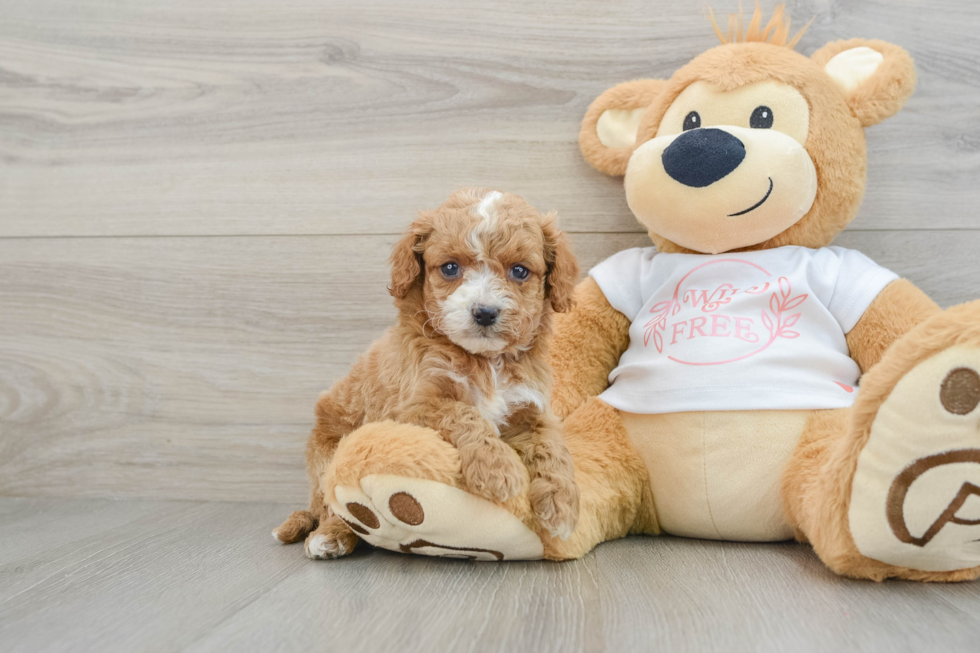 Cavapoo Puppy for Adoption