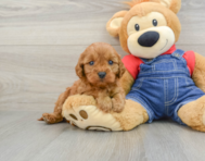 8 week old Cavapoo Puppy For Sale - Seaside Pups