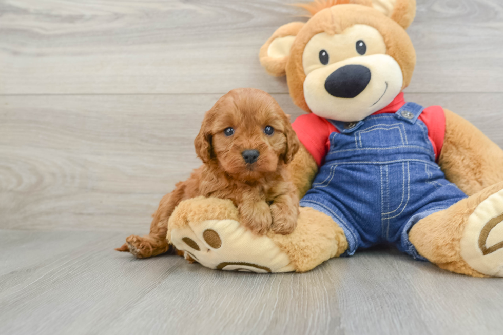 Energetic Cavoodle Poodle Mix Puppy