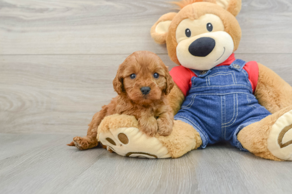 6 week old Cavapoo Puppy For Sale - Seaside Pups