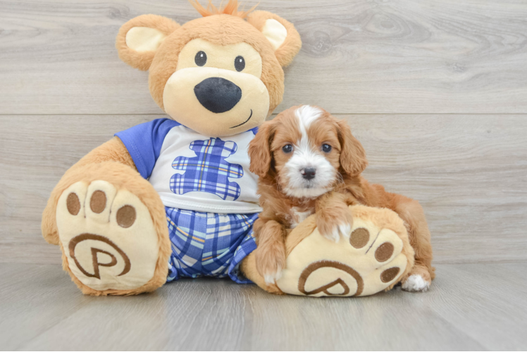 Cavapoo Puppy for Adoption