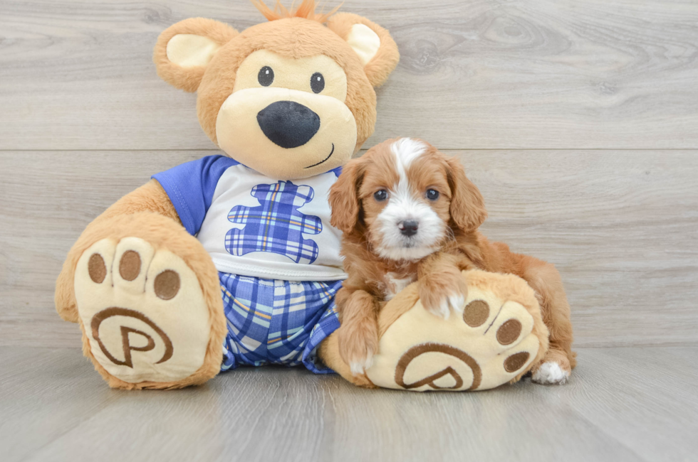 5 week old Cavapoo Puppy For Sale - Seaside Pups