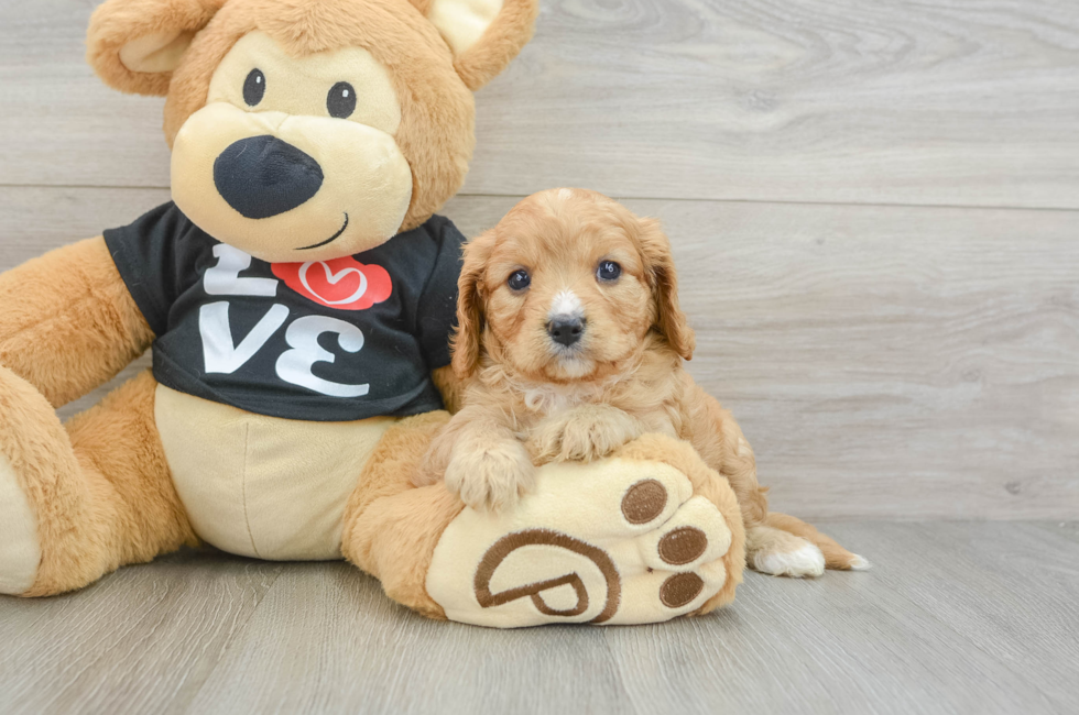 7 week old Cavapoo Puppy For Sale - Seaside Pups