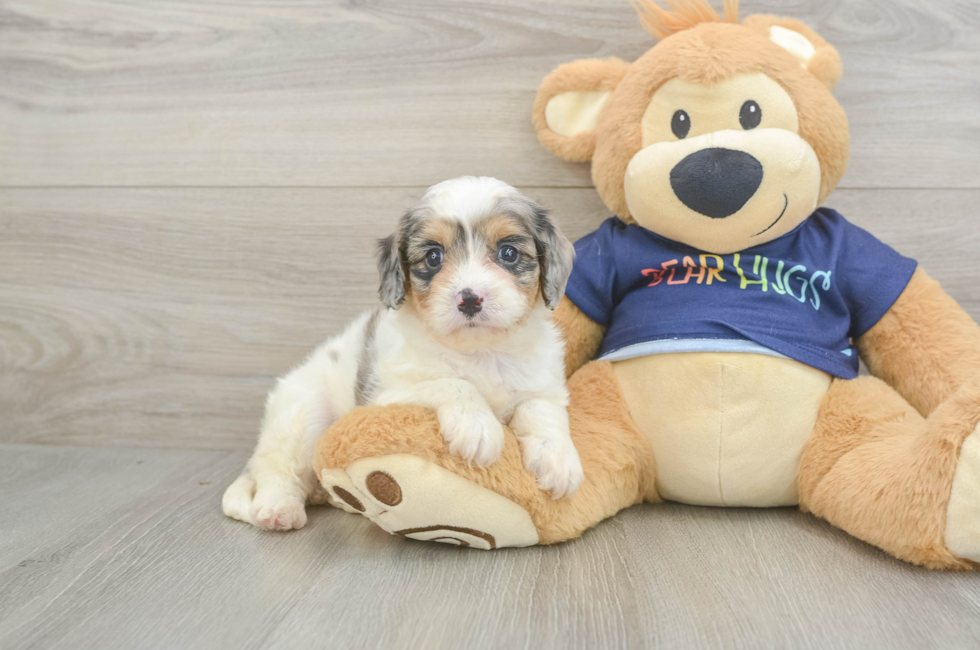 5 week old Cavapoo Puppy For Sale - Seaside Pups