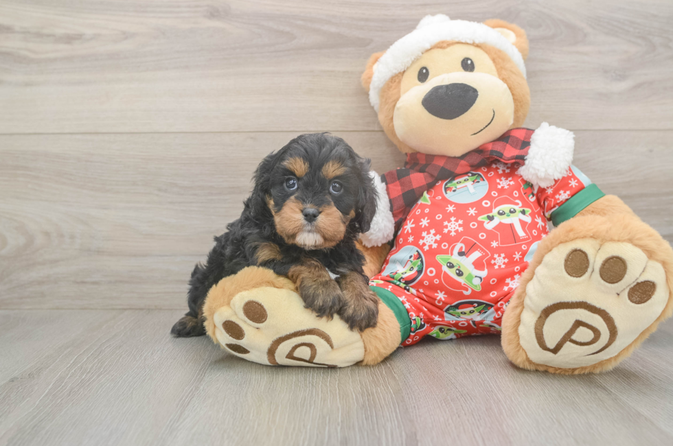 5 week old Cavapoo Puppy For Sale - Seaside Pups