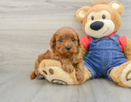 8 week old Cavapoo Puppy For Sale - Seaside Pups