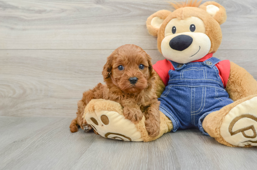 6 week old Cavapoo Puppy For Sale - Seaside Pups