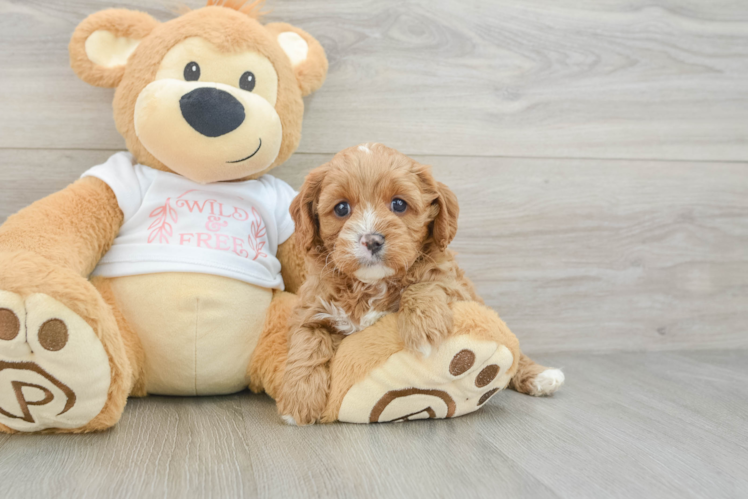 Happy Cavapoo Baby