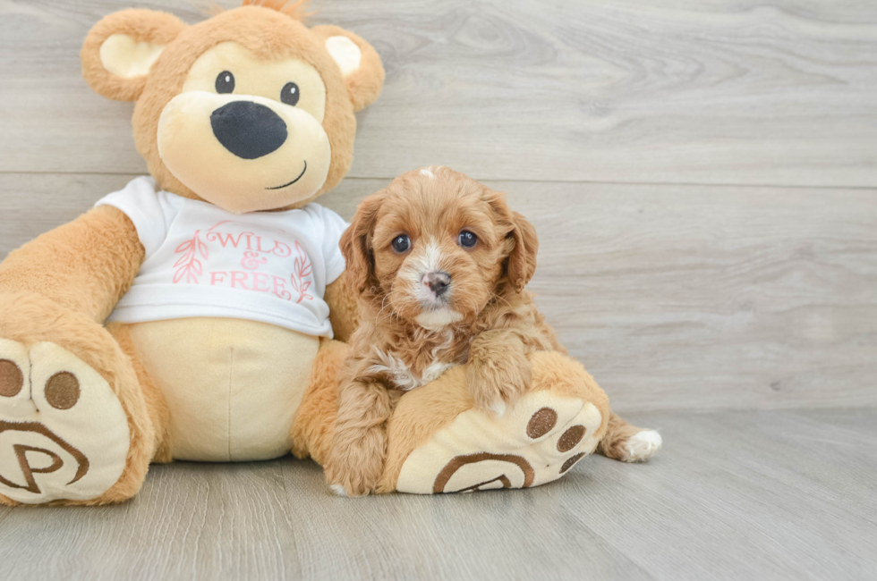 7 week old Cavapoo Puppy For Sale - Seaside Pups