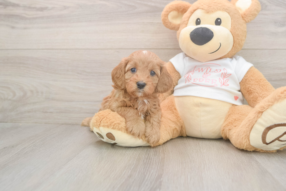 Fluffy Cavapoo Poodle Mix Pup
