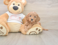 6 week old Cavapoo Puppy For Sale - Seaside Pups 6 week old Cavapoo Puppy For Sale - Seaside Pups