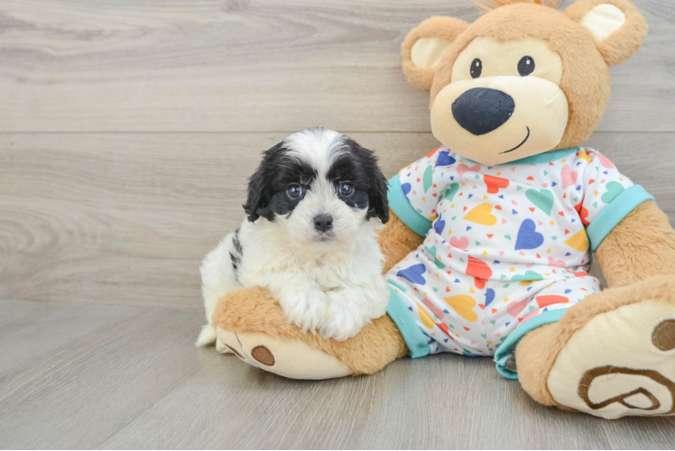 Best Cavapoo Baby