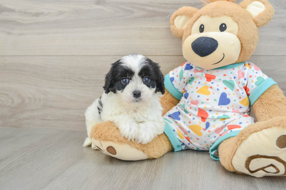 6 week old Cavapoo Puppy For Sale - Seaside Pups