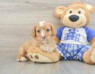 8 week old Cavapoo Puppy For Sale - Seaside Pups