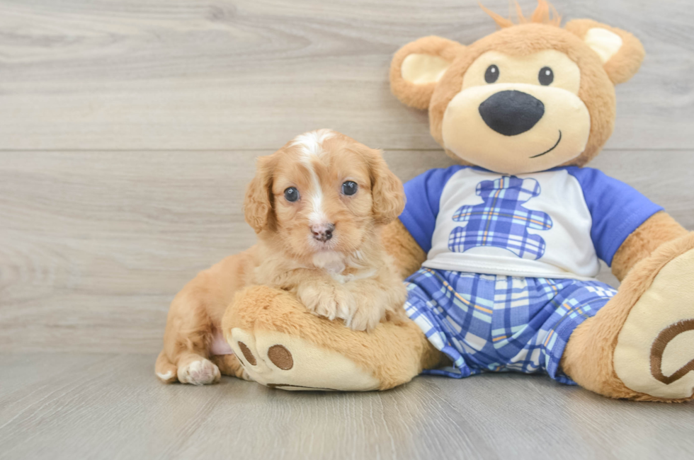 5 week old Cavapoo Puppy For Sale - Seaside Pups