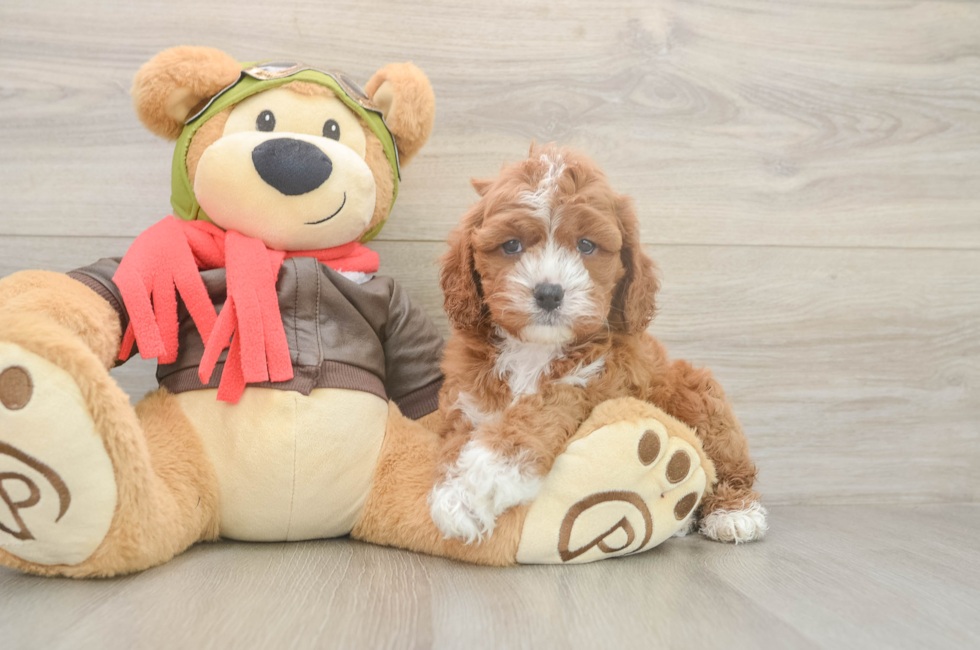 6 week old Cavapoo Puppy For Sale - Seaside Pups