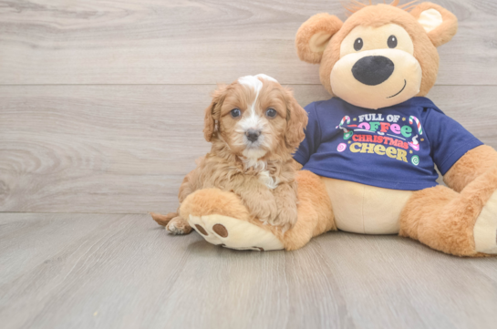 Small Cavapoo Baby