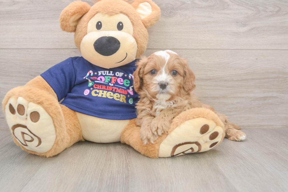 Happy Cavapoo Baby